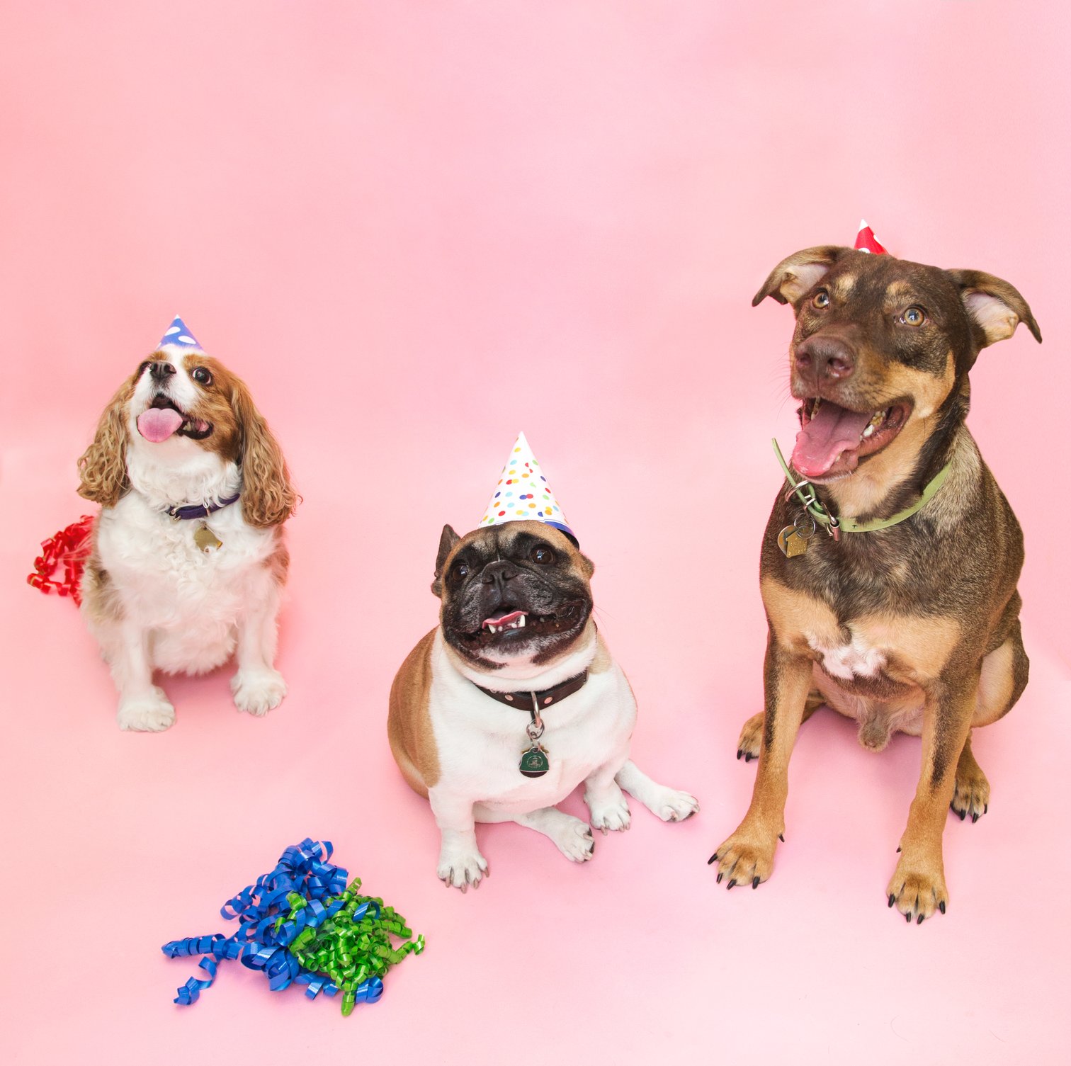 all-dogs-go-to-birthday_1512x.jpg