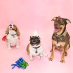 all-dogs-go-to-birthday_1512x