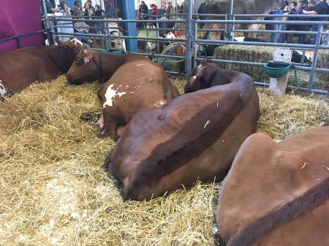 49676405_137734253814636_8193013093396119552_n