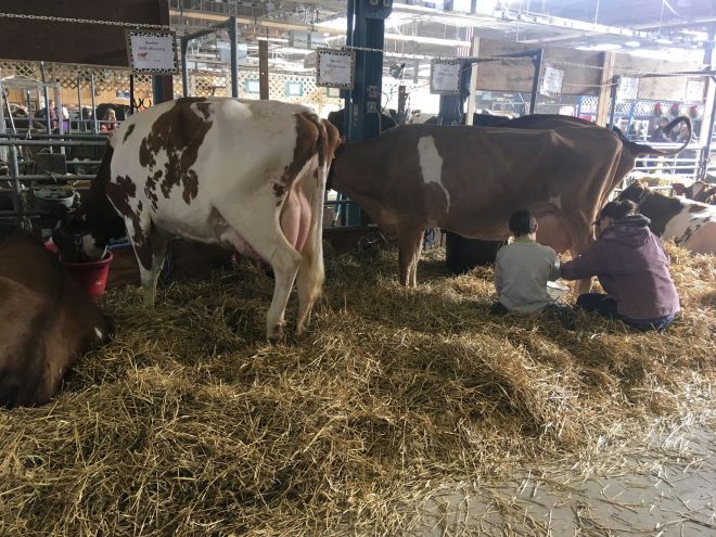 49852066_342529802999481_539315508600635392_n