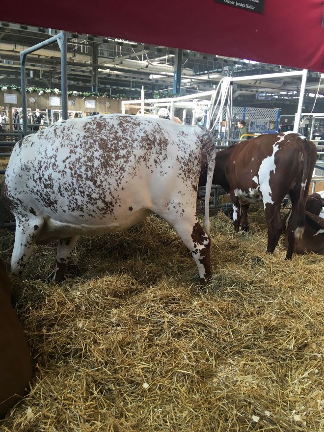 49949130_2022060974760288_6377830300583460864_n