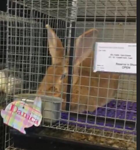 50272083_1971527146485101_2042737156656463872_n