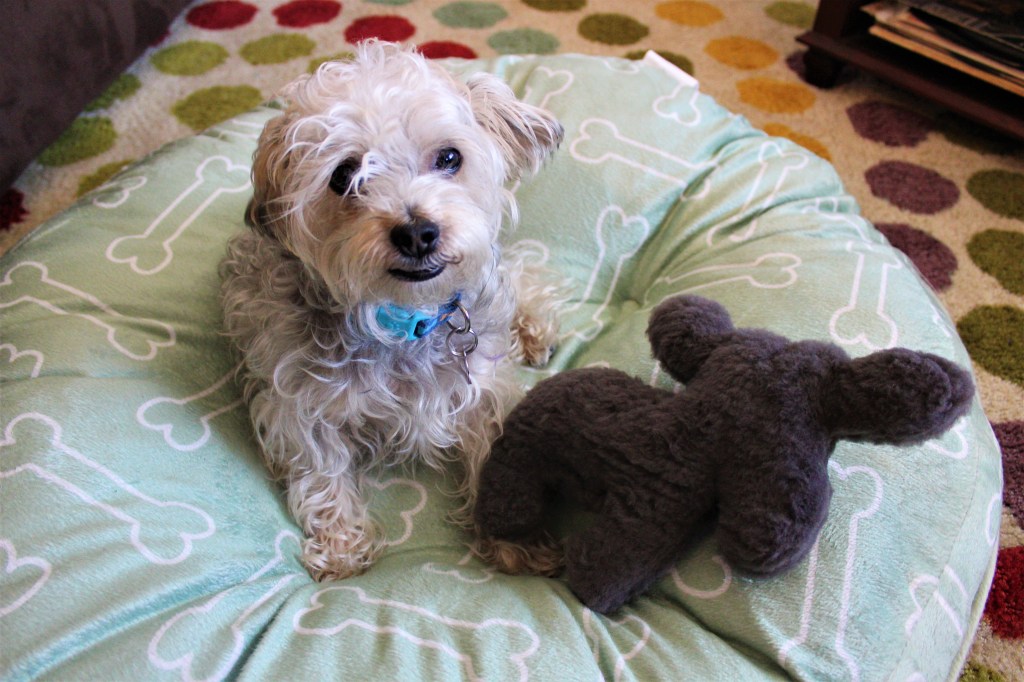 10 Things I’ve Learned in My First Year with a&nbsp;Dog